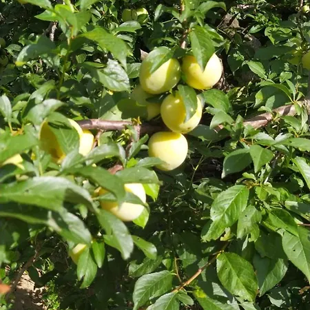 Azienda Agricola Biologica La Cardellina