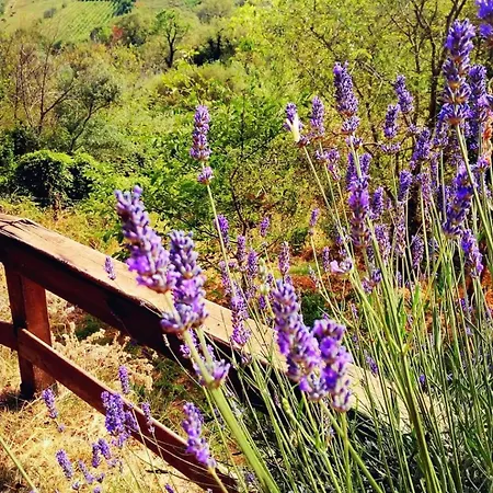Azienda Agricola Biologica La Cardellina Alloggio per agriturismo Tolfa